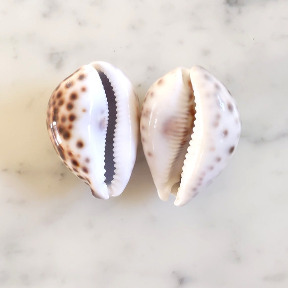 Sea Shells Cypraea Tigris 3"x2" (2pcs). - Picture 4 of 4